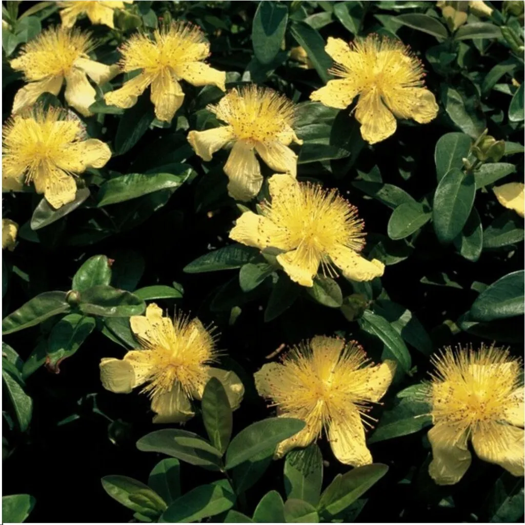 Plants by Frank : 24 Millepertuis Hypericum calycinum, couvre-sol rustique
