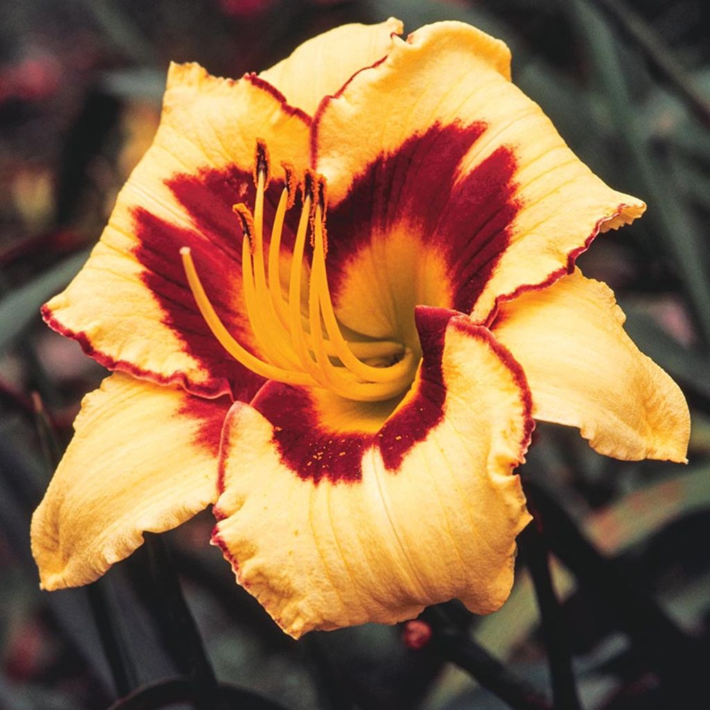 Taglilie Hemerocallis Staude Rhizom pflegeleicht winterhart Produktbild 
