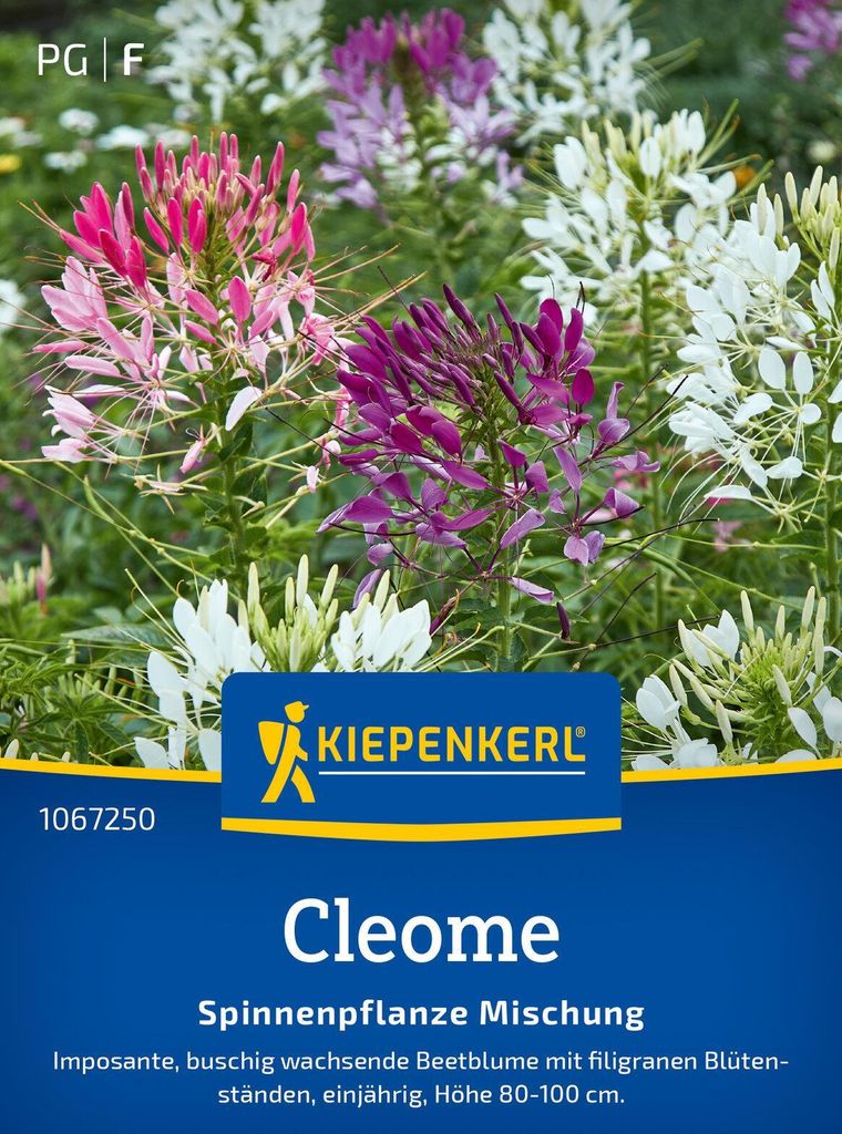 Kiepenkerl Cleomesamen Spinnenpflanze 70 Pflanzen Produktbild 