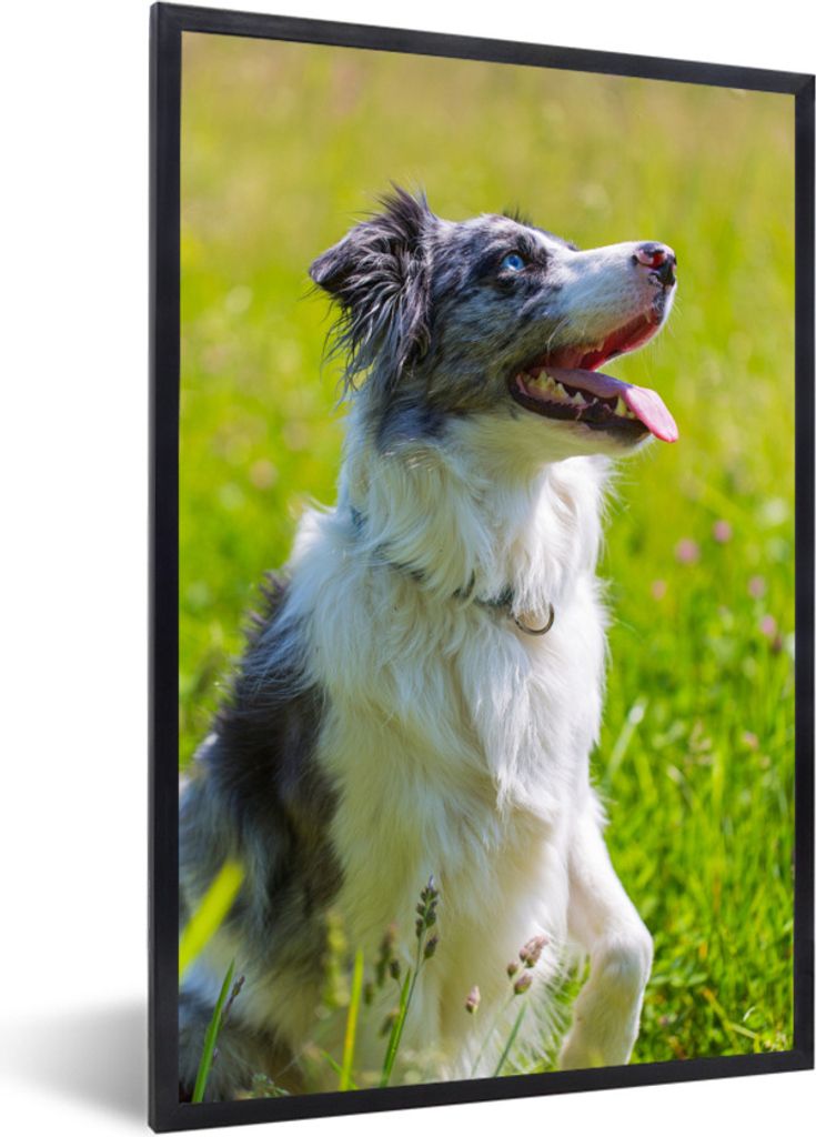 MuchoWow Gerahmtes Poster Ein aufmerksamer Border Collie 20x30 cm - Poster mit Schwarzem Bilderrahmen Wandposter Rahmen Foto Bilder - Drucken - B...