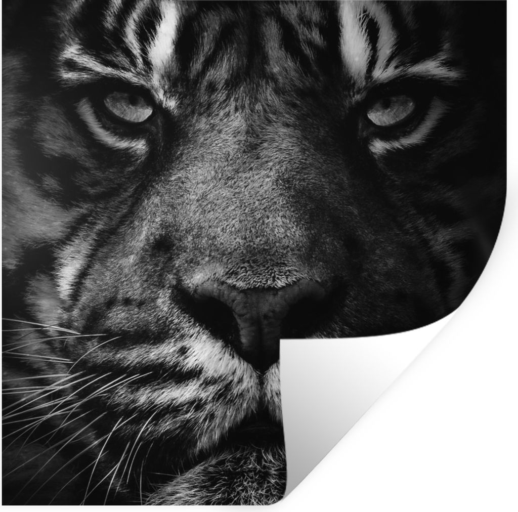 MuchoWow Wandtattoo Wandsticker Wandaufkleber Tiere - Tiger - Wild - Schwarz - Weiß 50x50 cm Selbstklebend und Repositionierbar - Selbstklebend ...