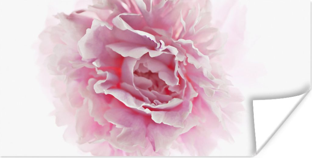 MuchoWow Poster Draufsicht auf eine rosa Pfingstrose mit weißem Hintergrund 40x20 cm - Poster für die Wand - Poster Schlafzimmer