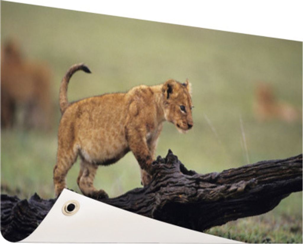 Gartenposter - 120x80 cm - Junger Löwe in Kenia - Modernes Wandbilder - Wilde Tierposter
