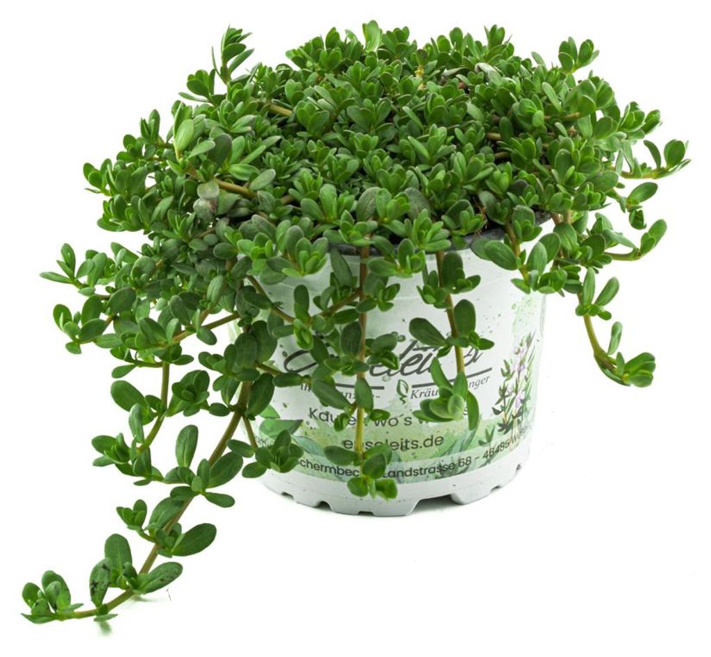 Enseleits Brahmi (Bacopa monnieri), Marktfrische Pflanze