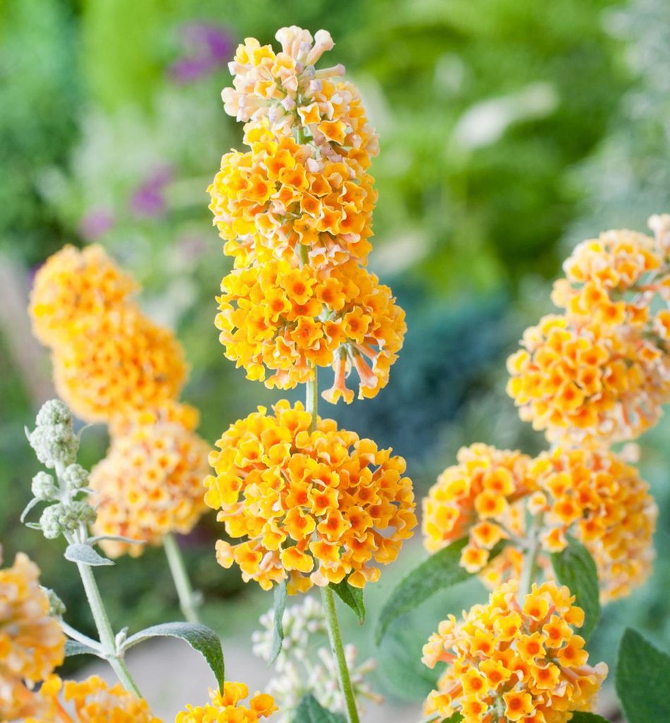 Sommerflieder ´SUNGOLD´ 15-20 cm, Cont.1,4 l Produktbild 