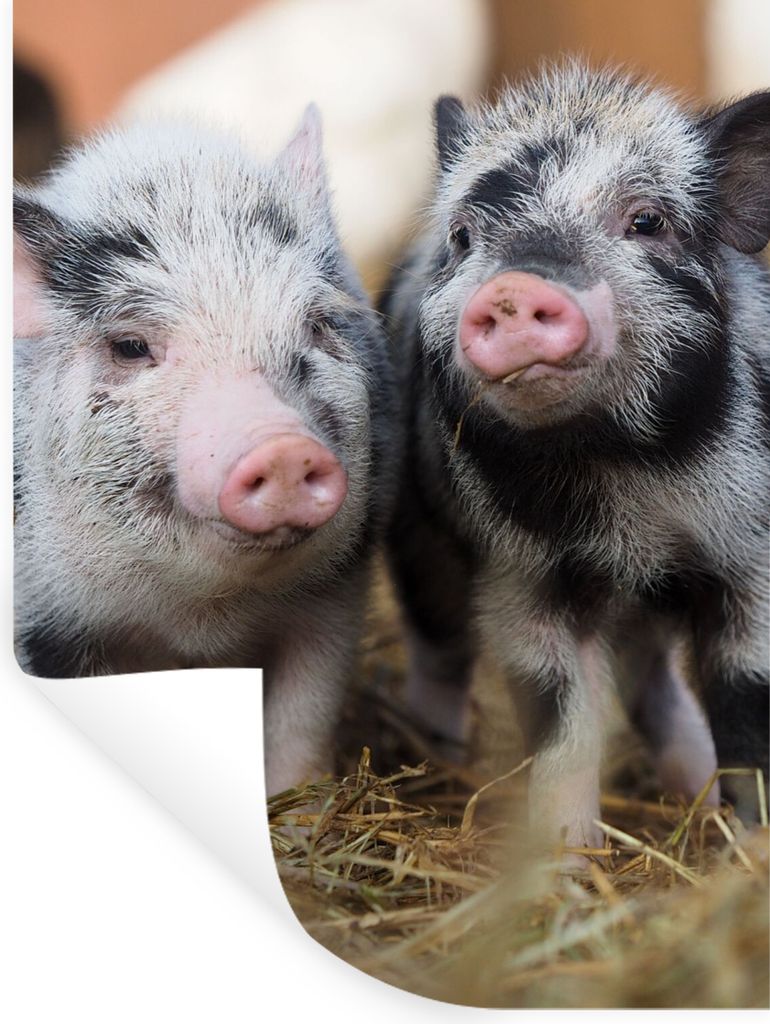 MuchoWow Wandtattoo Wandsticker Wandaufkleber Schwein - Tiere - Ferkel 120x160 cm Selbstklebend und Repositionierbar - Wierderverwendbar - Selbst...