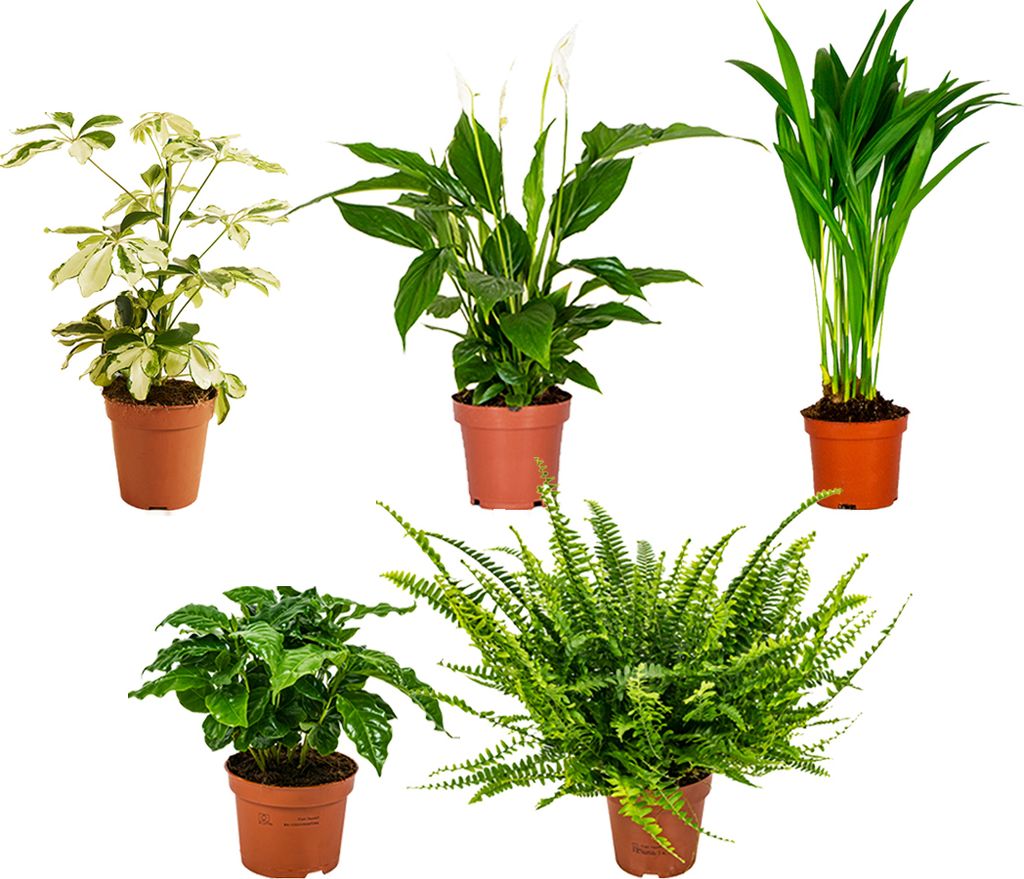 Luftreinigende Zimmerpflanzen Mischung – 5er-Set – ⌀12 cm - ↕ 25 - 45 cm