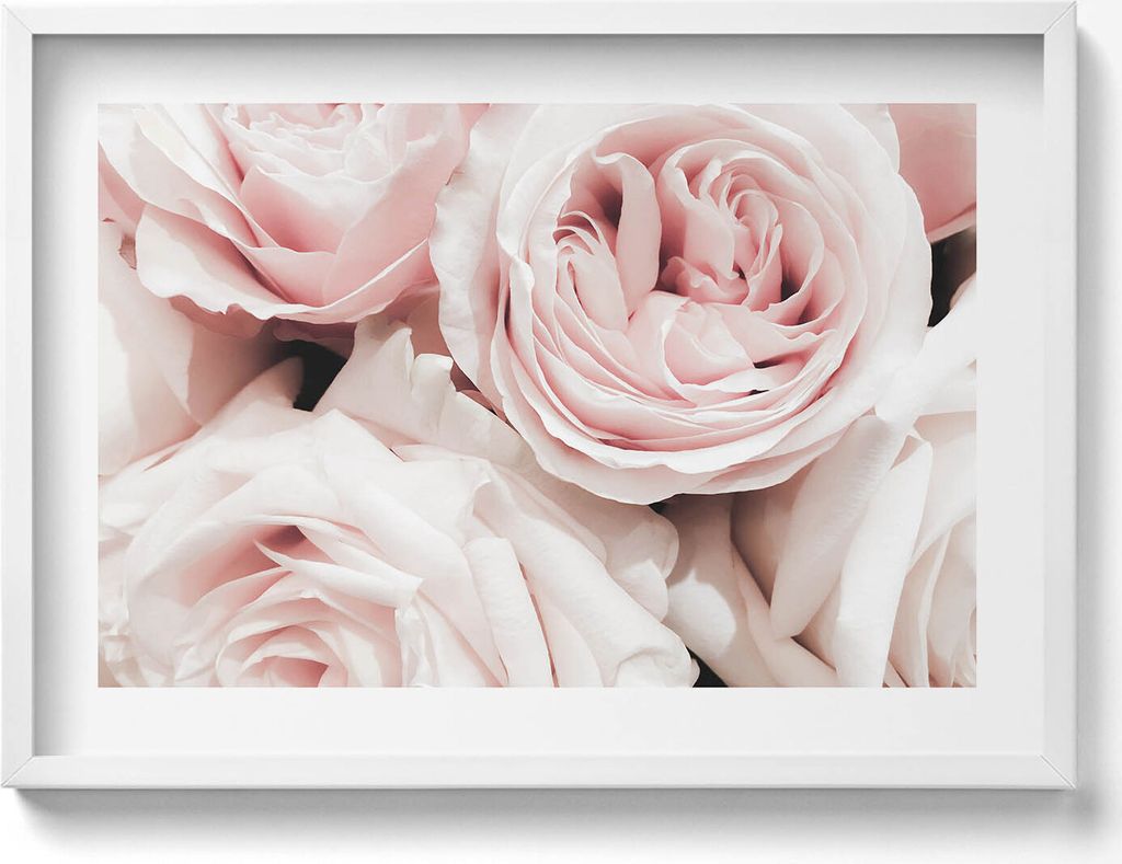 Zartrosa Blüten zarter Rosen– Wandbild mit Rahmen – Gerahmtes Bild – Wanddekoration – 70x50 cm – Weiß Rahmen