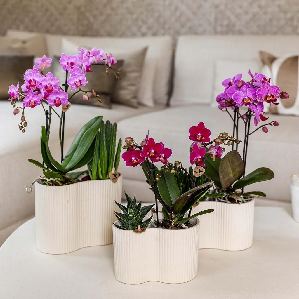 Orchidée Phalaenopsis Chamonix : Décoration Intérieure Violette 9cm - 2
