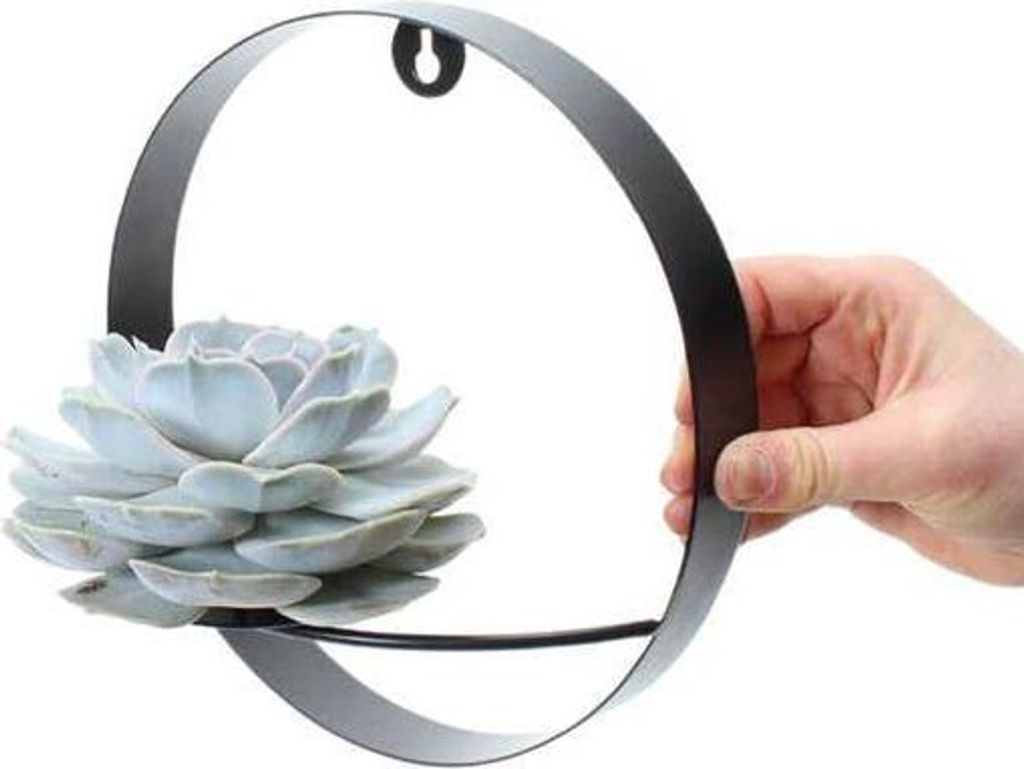 Echeveria lilacina wurzellos Wanddeko-Ring Ø20cm Sukkulente Zimmerpflanze