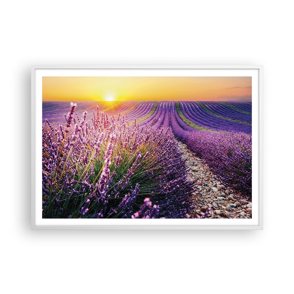 Gerahmtes Poster - Weißer Rahmen - Feld Lavendel Sonne - 100x70 cm - Wand Bild - Wanddeko - Wandbilder - Kunstposter - Wandposter - Bilderrahmen -...