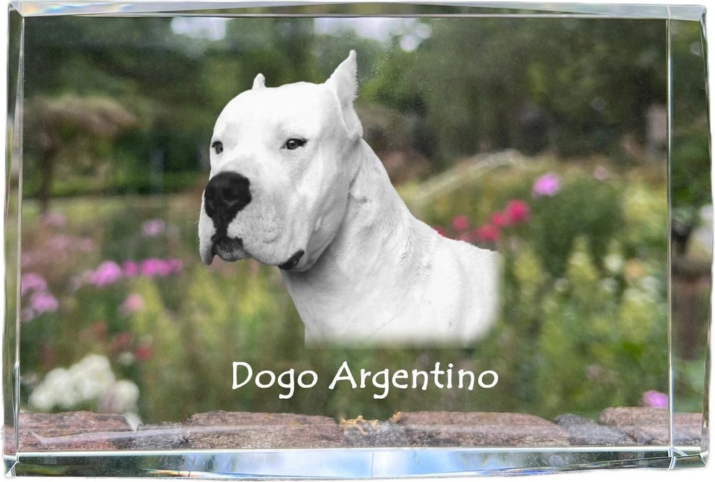Argentinische Dogge, Dogo Argentino - Kristall mit einem Hundebild, Bild im Glas, moderne Ausstellung des Art-Dog-Bildes.