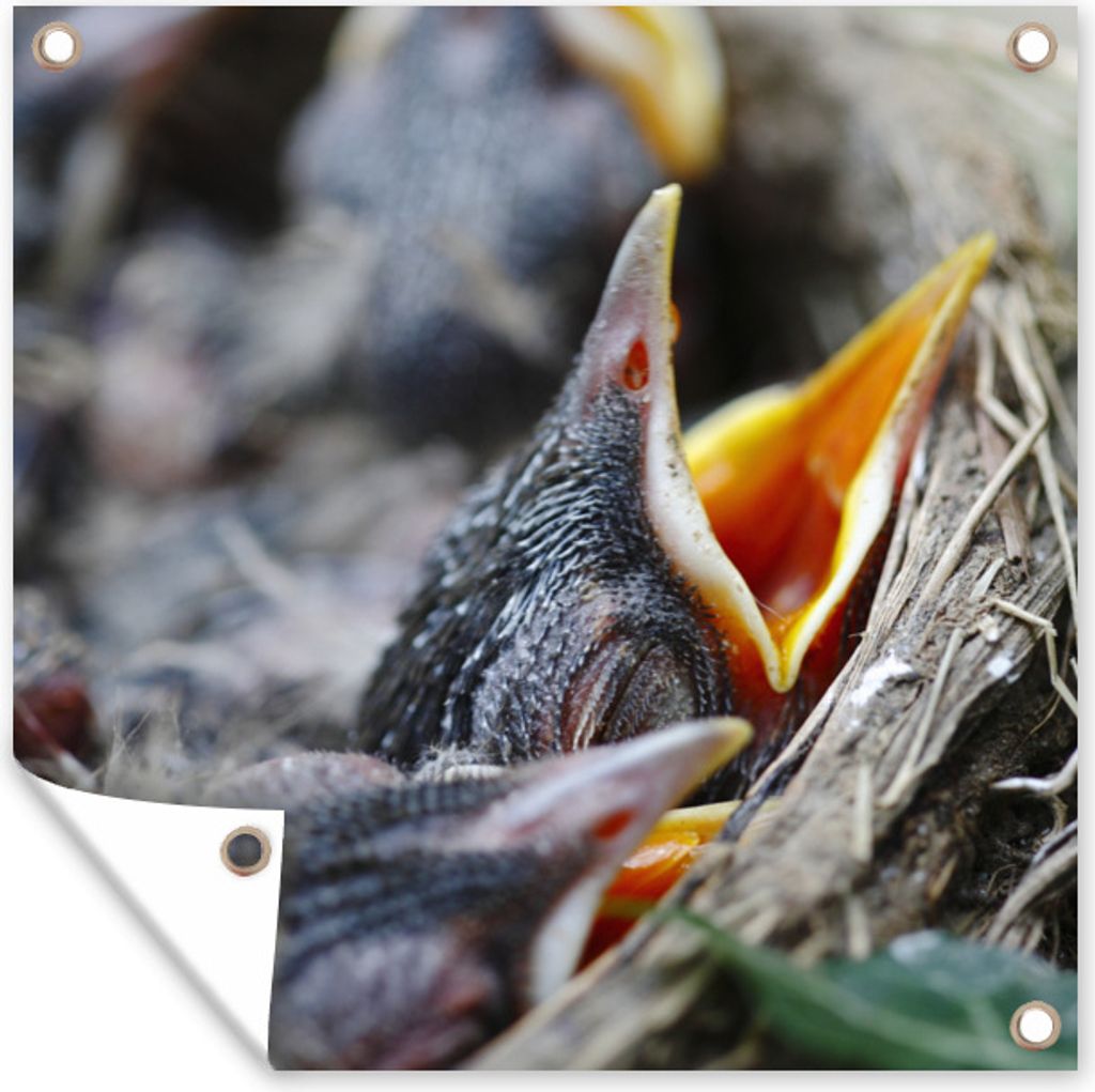 MuchoWow 100x100 cm Outdoor-Poster Gartendeko Sichtschutz Garten Poster für den Garten Junge - Robin - Essen