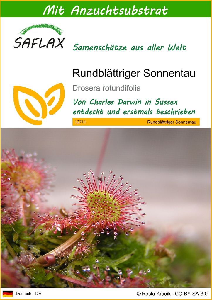 SAFLAX - Rundblättriger Sonnentau - 50 Samen - Mit keimfreiem Anzuchtsubstrat - Drosera rotundifolia
