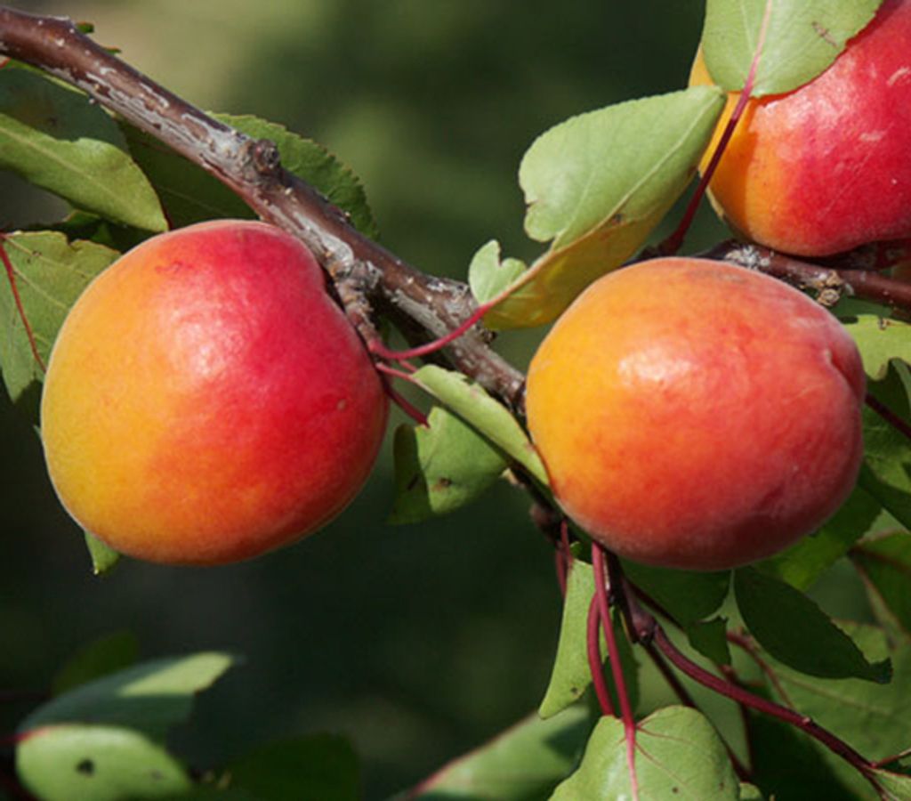 Dehner Aprikose Orangered, buschiger Aprikosenbaum mit Produktbild 