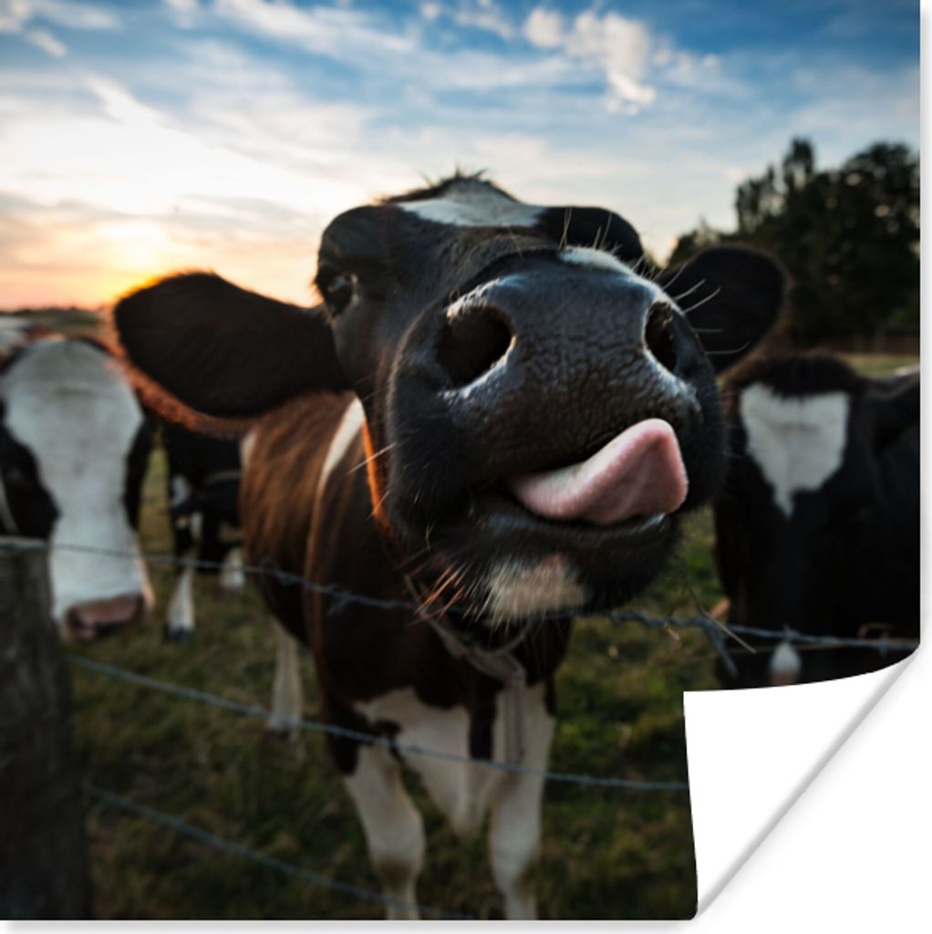 MuchoWow Poster Kuh - Tiere - Natur - Ausgezeichnete Zunge 30x30 cm - Wandposter - Printing