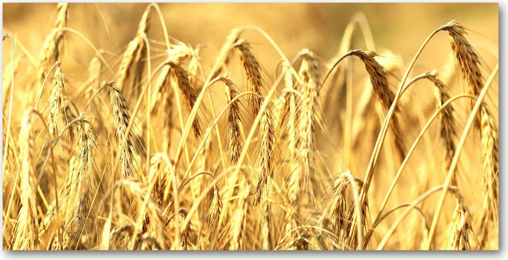 Tulup Leinwandbild - 120x60 cm - Wandkunst - Drucke auf Leinwand - Leinwanddruck - Blumen & Pflanzen - Beige - Getreide