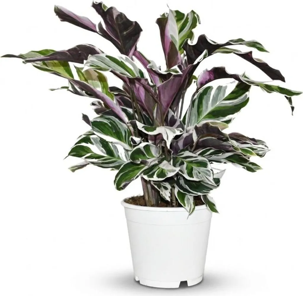 Calathea Fusion White : la solution pour une déco intérieure d'exception