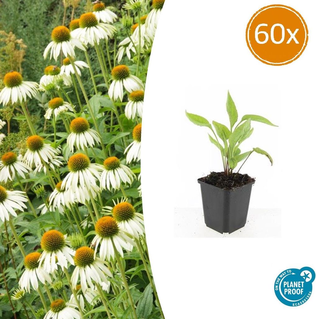Zierstaude - Sonnenhut - Echinacea purpurea 'White Swan' - 9cm Topf - Set mit 60 Pflanzen