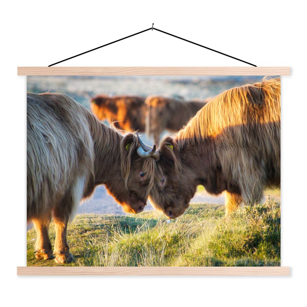 MuchoWow Textilposter Schottische Highlander - Tiere - Sonne 120x90 cm mit holzfarbenen Rahmen - Magnetisch