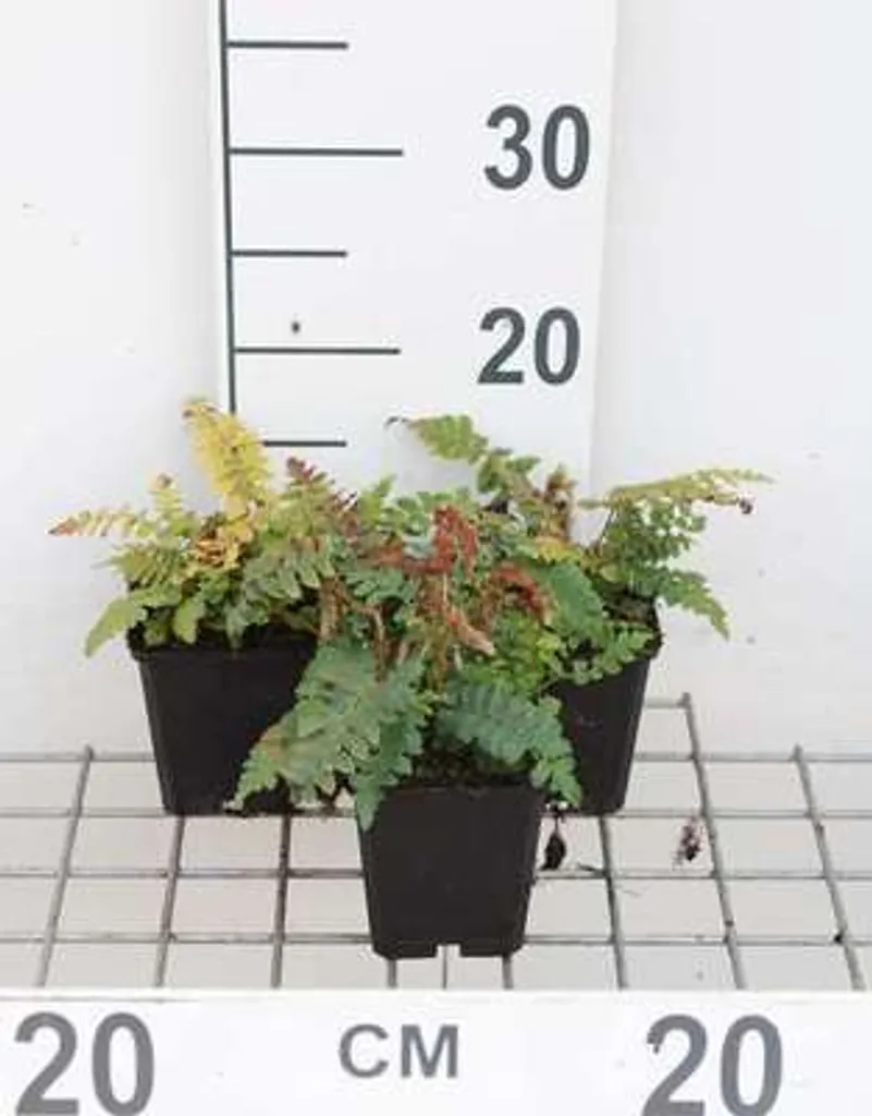 Fougère bouclier brillante Polystichum polyblepharum pour zone ombragée