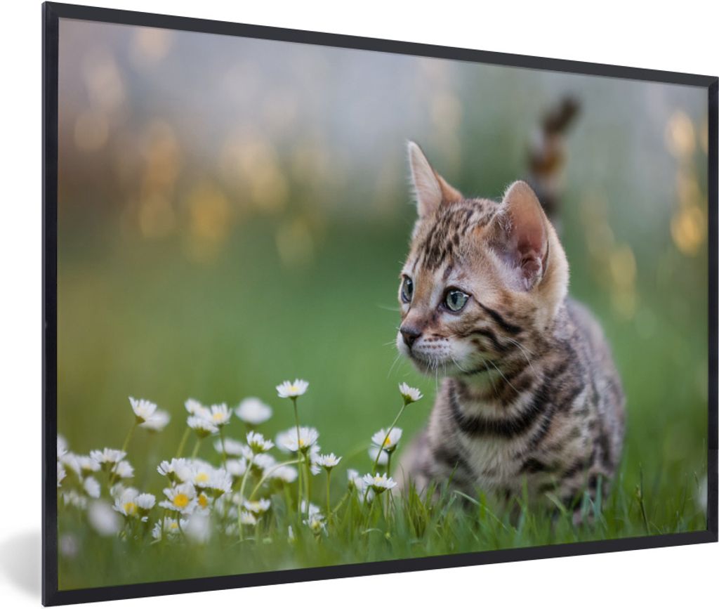 MuchoWow Gerahmtes Poster Ein Kätzchen im Gras 90x60 cm - Poster mit Schwarzem Bilderrahmen Wandposter Rahmen Foto Bilder - Fotorahmen - Foto-Pl...