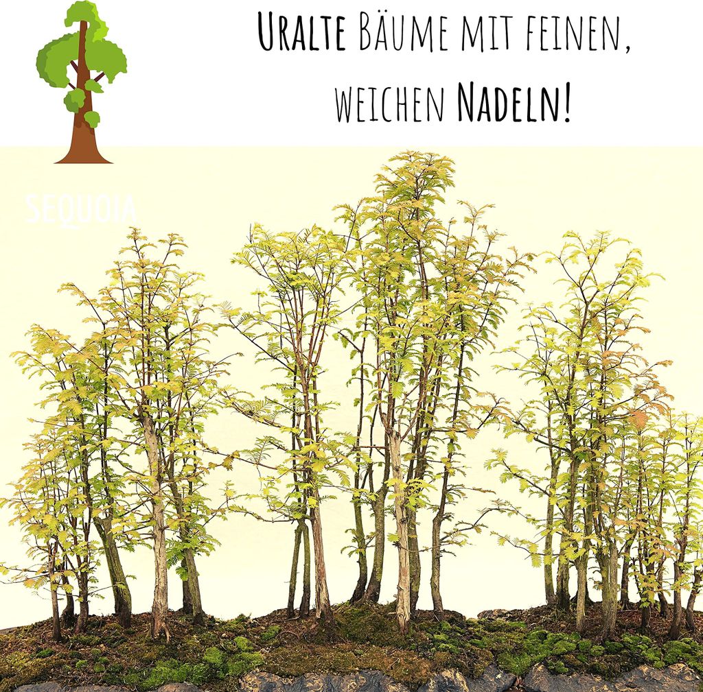 dracena groß Drachenbaum kaufen - Dracaena Janet Lind Zimmerpflanze Ø:27 H:140 cm