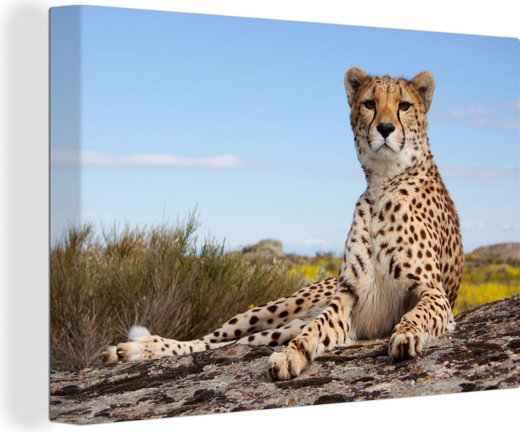 OneMillionCanvasses - Leinwandbilder - 140x90 cm, Leopard - Tiere - Natur, Wandbilder Kunstdruck Wanddekoration - Foto auf Leinwand - Gemälde au...