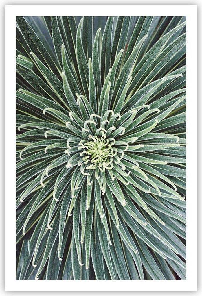 Poster - Poster ohne Rahmen - Agave Grün Pflanze - 61x91,5 cm - Wand Bild - Wanddeko - Wandbilder - Kunstposter - Wandposter - Bilder - Kunstdruck...