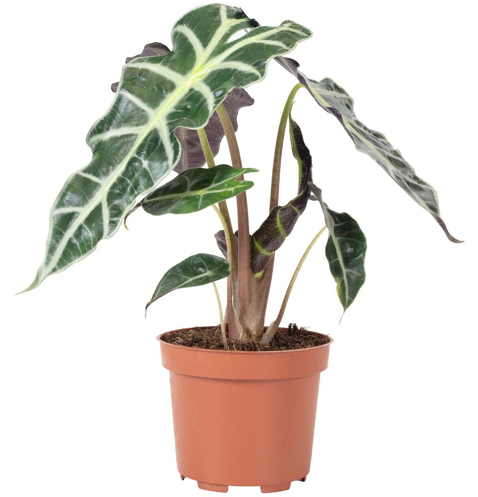 Pfeilblatt - Alocasia 'Polly' - Höhe ca. 25 cm, Topf-Ø 12 Produktbild 