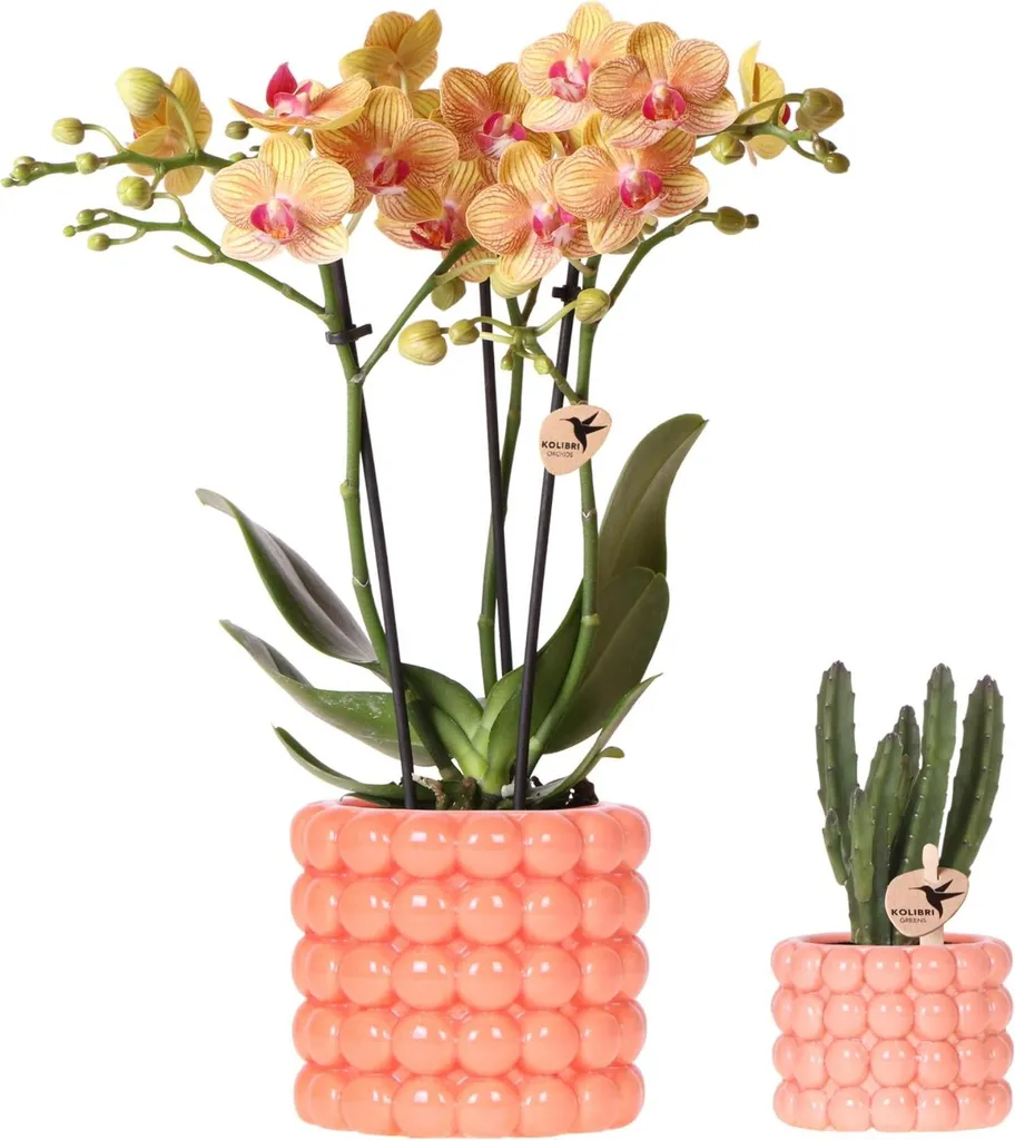 Duo de Plantes d'Intérieur avec Phalaenopsis Orange et Stapelia en Pots