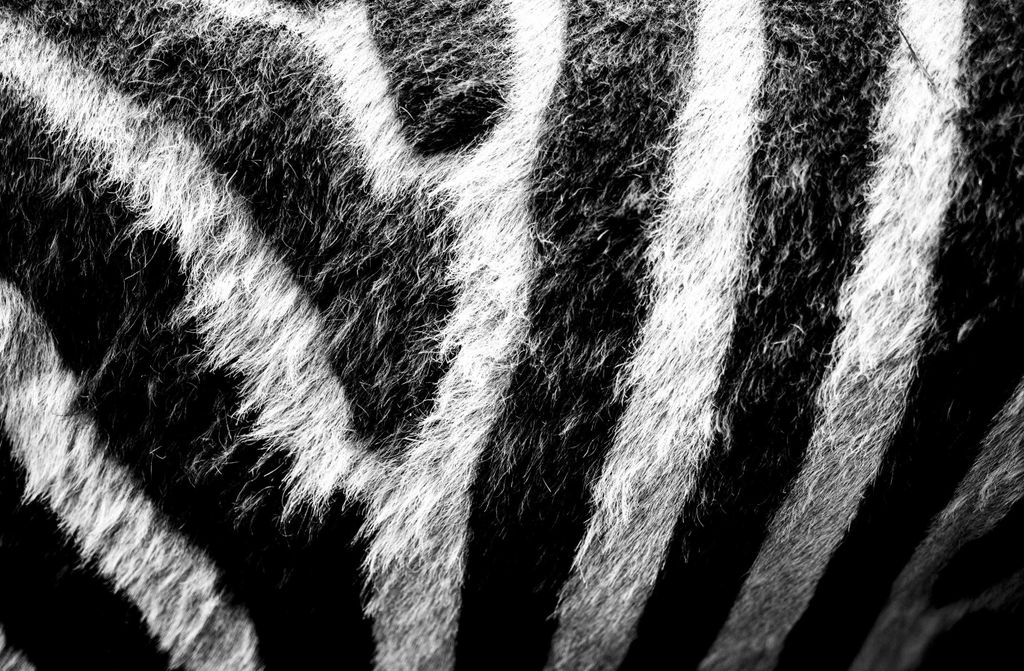 hansepuzzle 20059 - Zebra Puzzle, 500 Teile, Tierwelt, 46,0 x 30,0cm mit hochwertiger Aufbewahrung, Kartonbox und wiederverschließbarem Beutel