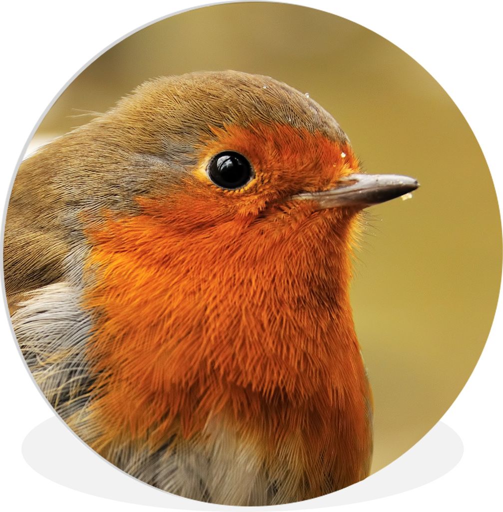 MuchoWow Rundes Wandbild - Runde Bilder Vogel - Rotkehlchen - Porträt Ø 30 cm Kreis Wanddekoration Kunststoff - Wandkreis - Wandschmuck - Schla...