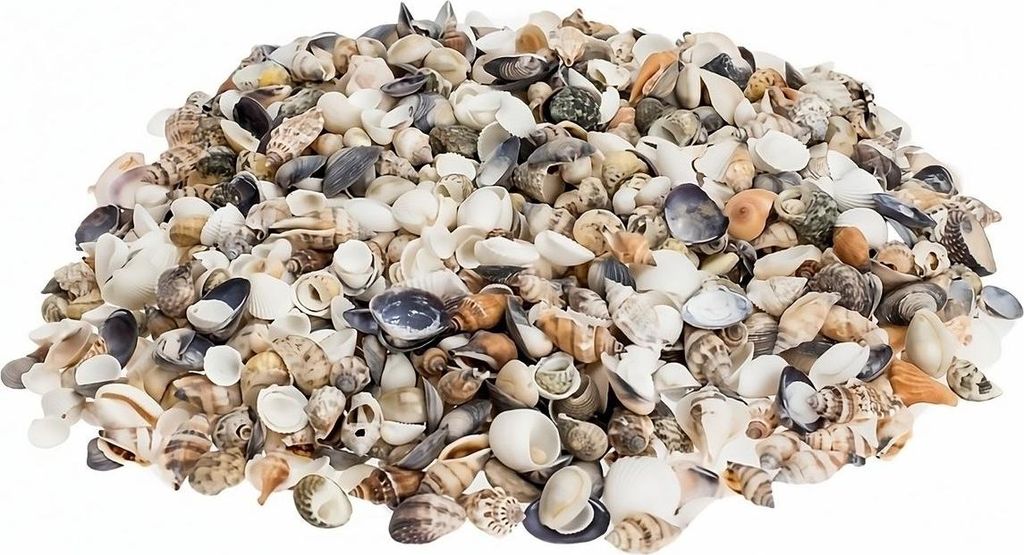 Muschelmix Small 1kg naturbelassen Deko Muscheln Schnecken Produktbild 