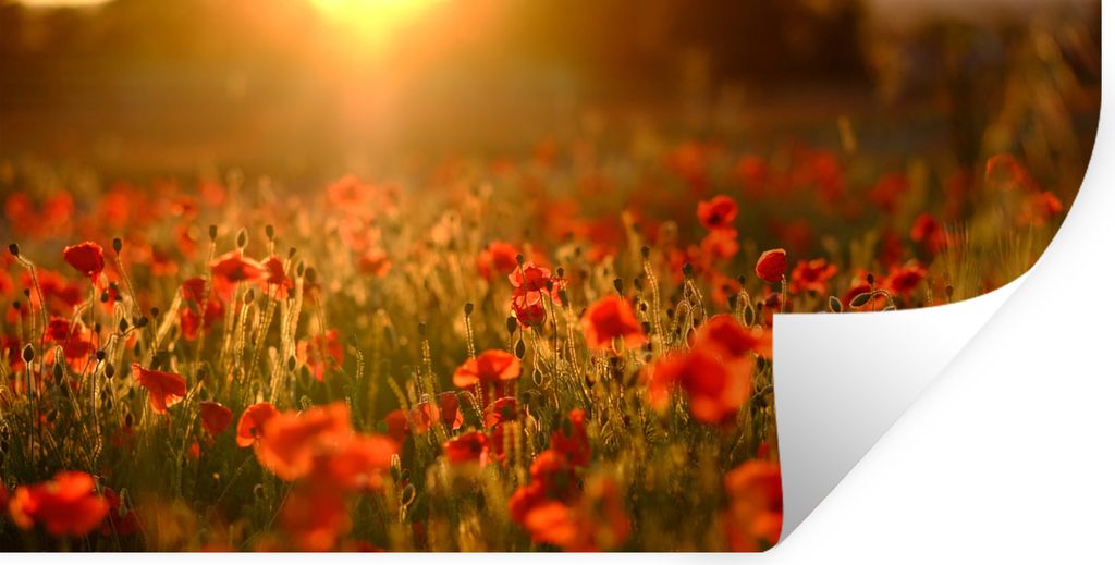 MuchoWow Wandtattoo Wandsticker Wandaufkleber Orangefarbenes Leuchten über den Mohnblumen auf dem Feld 160x80 cm Selbstklebend und Repositionier...