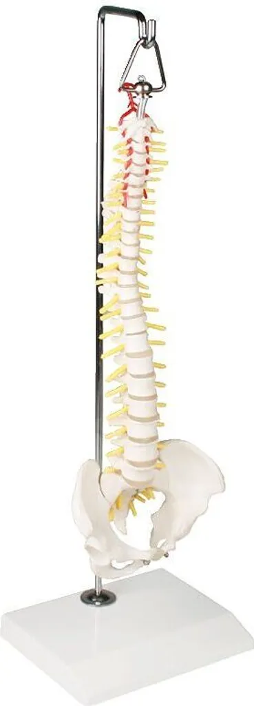 Colonne vertébrale miniature flexible pour expliquer les douleurs du dos