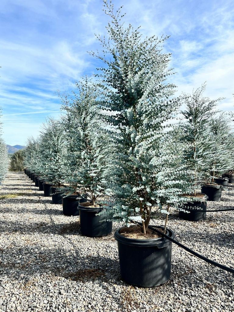 Sunny Tree Eukalyptus Gunnii 'Azura', Winterharte Pflanze, 200 Zentimeter