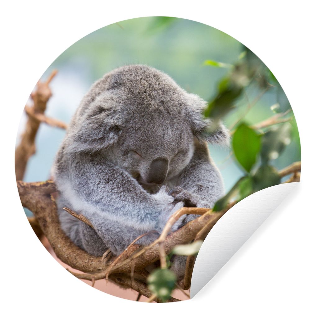 MuchoWow Runde Wandtattoo - Wandsticker Tapete Aufkleber Koala - Äste - Schlaf - Kinder - Jungen - Mädchen Ø 100 cm Selbstklebend und Repositi...