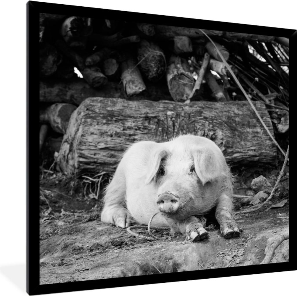 MuchoWow MuchoWow Gerahmtes Poster Lügenschwein - schwarz und weiß 40x40 cm - Poster mit zchwarzem Bilderrahmen - Mit Rahmen - Wanddekoration...