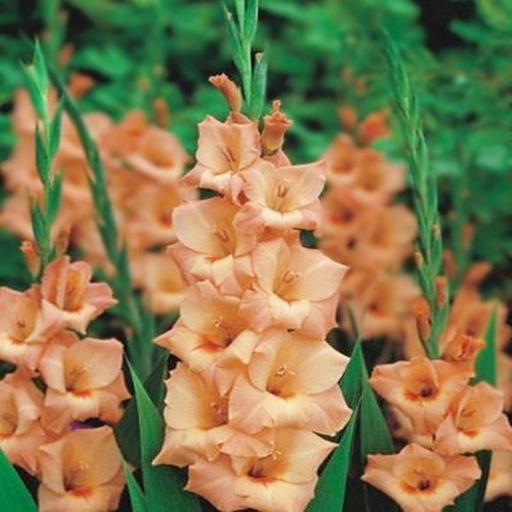 Gladiole Schwertblume Sommerblühende Siegwurze Lachsfarben 30 St.