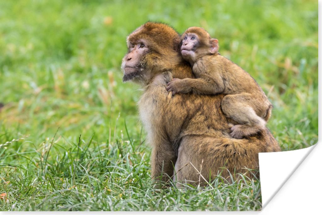 MuchoWow Poster Affe - Baby - Gras 120x80 cm - Bilder