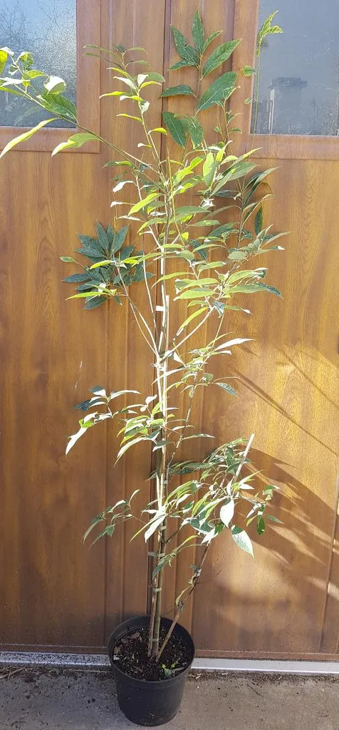 Chêne bleu du Japon Quercus glauca au feuillage bleuté et dense