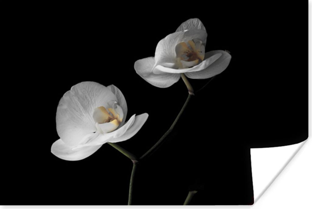 MuchoWow Poster Orchidee - Blumen - Schwarz - Weiß - Stilleben 180x120 cm - Fotoplakat