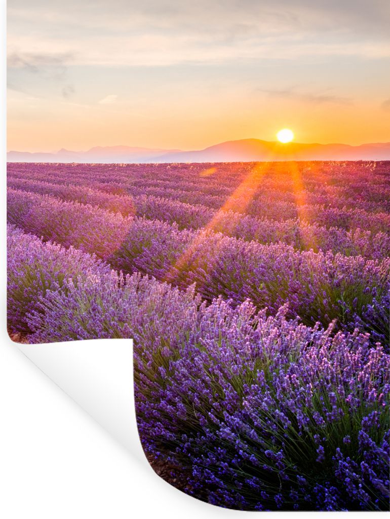 MuchoWow Wandtattoo Wandsticker Wandaufkleber Lavendel - Sonnenuntergang - Blumen - Lila 60x80 cm Selbstklebend und Repositionierbar - Reposition...