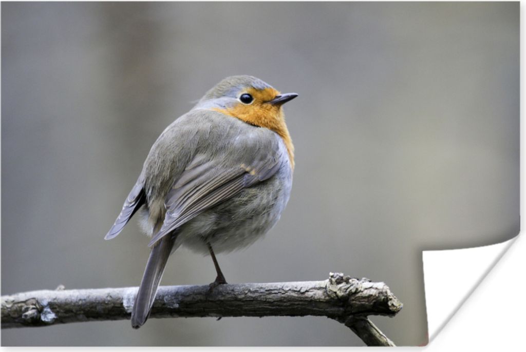 MuchoWow Poster Rotkehlchen - Zweig - Winter 180x120 cm - Fotoplakat