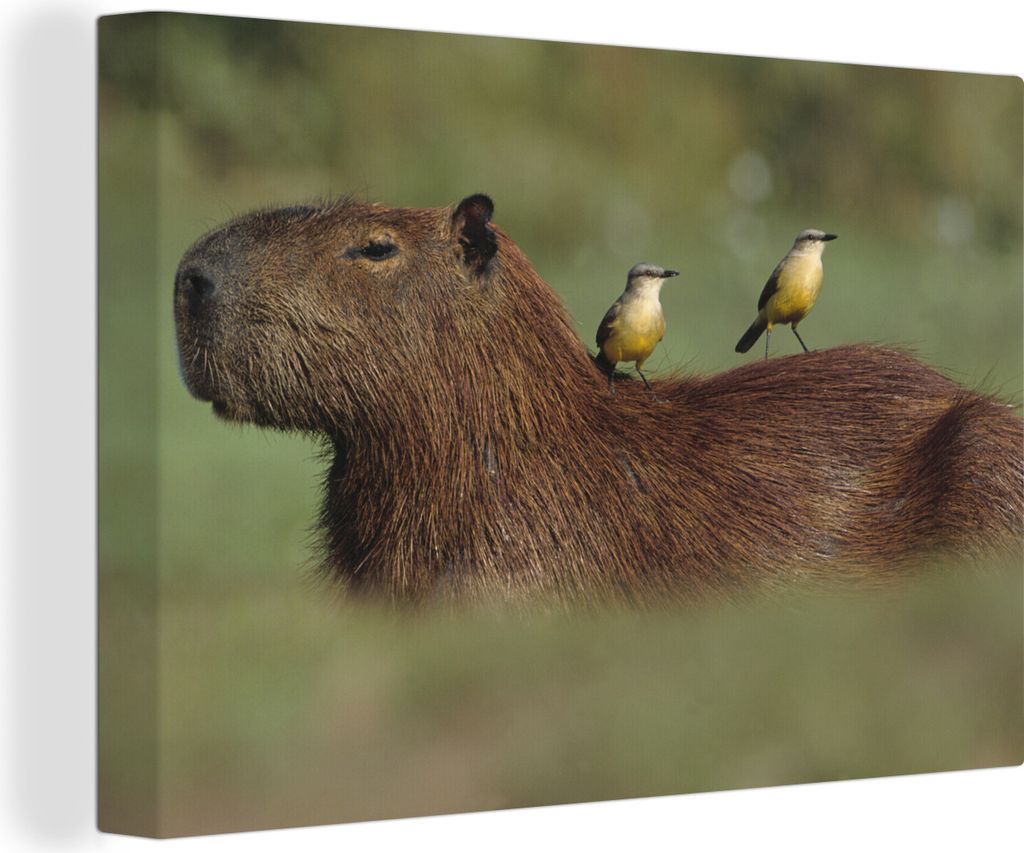 OneMillionCanvasses - Leinwandbilder - 140x90 cm, Zwei Vögel sitzen auf einem Capybara, Wandbilder Kunstdruck Wanddekoration - Foto auf Leinwand...
