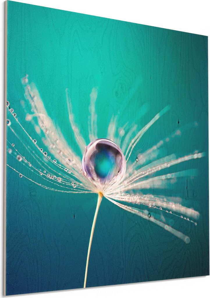 DEQORI Holzbild 50x50 cm 'Samen mit Wassertropfen' Bild auf Holz Wandbild Kunstdruck