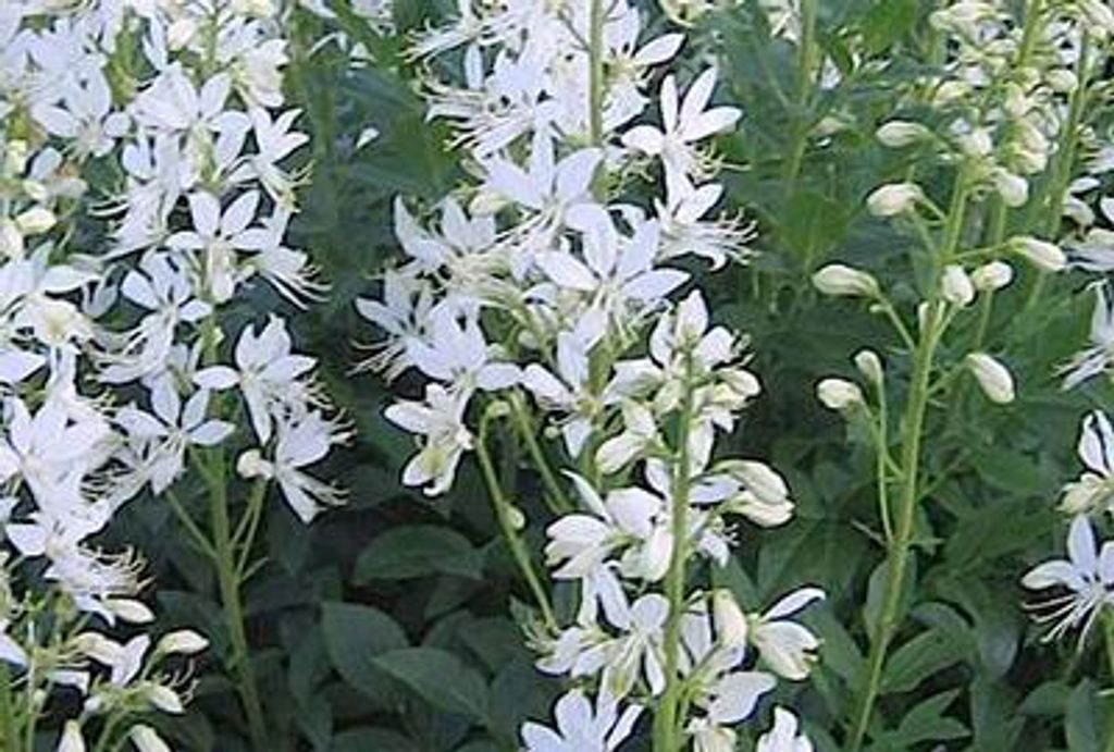 6 x  Dictamnus alb. 'Albiflorus' - Brennender Busch - Topf Produktbild 