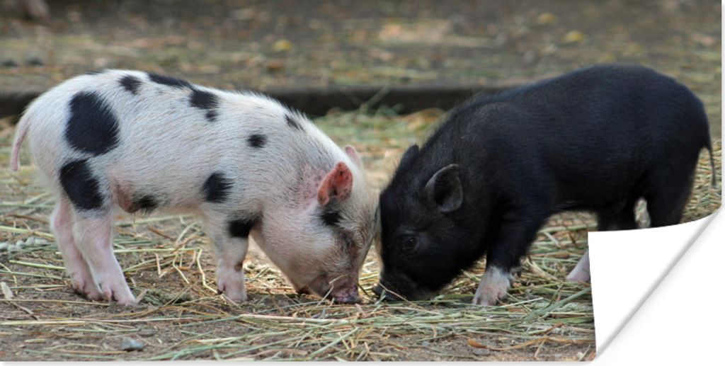 MuchoWow Poster Schweine - Ferkel - Stroh 80x40 cm - Wanddeko