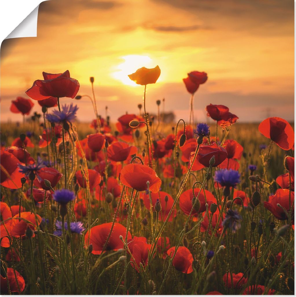 ARTland Poster Mohnblumen im Abendlicht Größe: 30x30 cm
